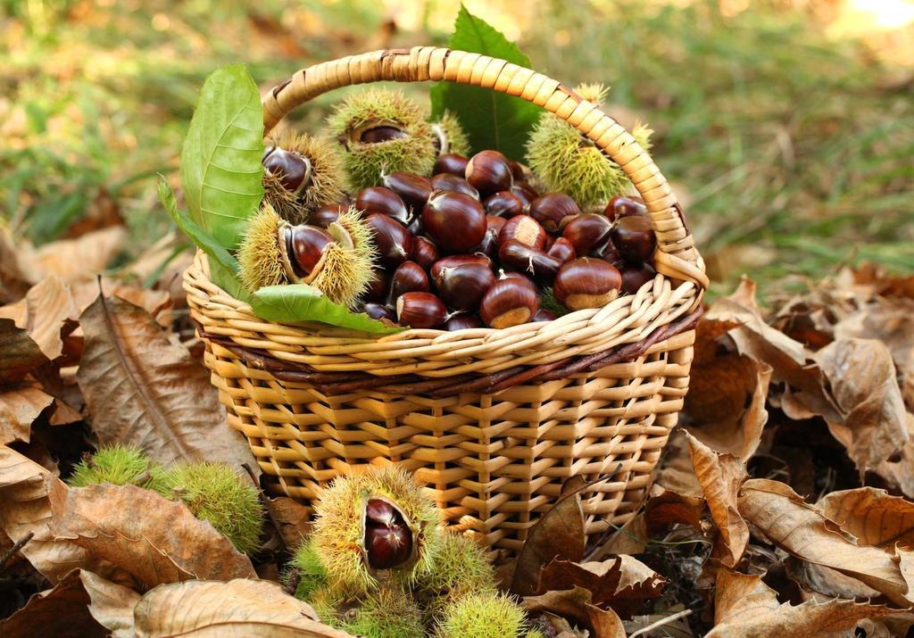 Agriturismo Bio-Ecologico Sant'Isidoro 로카포르테 몬도비 외부 사진