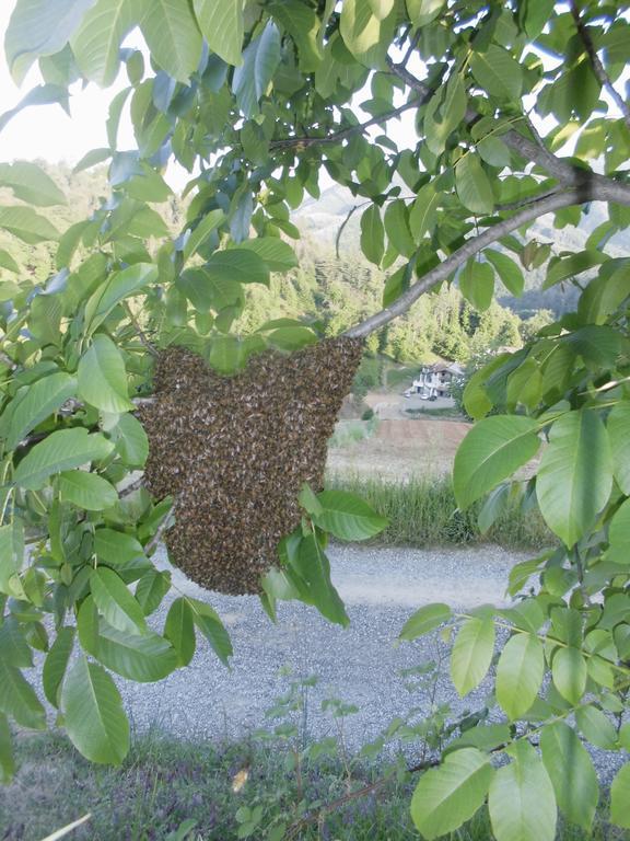 Agriturismo Bio-Ecologico Sant'Isidoro 로카포르테 몬도비 외부 사진